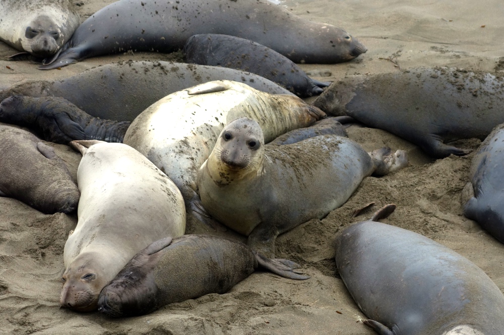 Elephant seals california coast