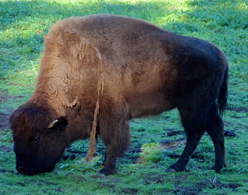 Golden Gate Park Bison on SF Private Tour