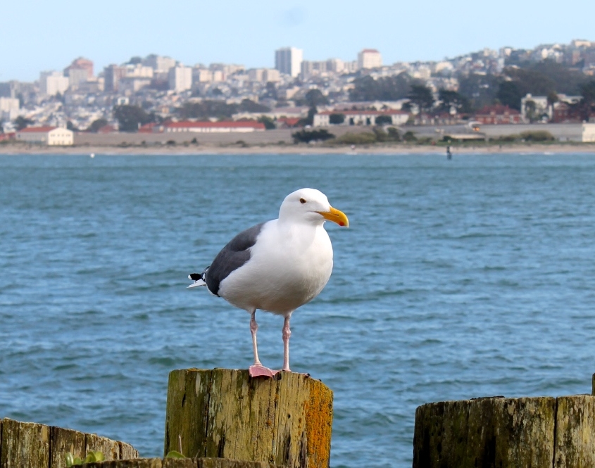 Sea Gull on San Francisco Corporate Retreat