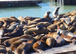 San Francisco Sea Lions on Offsite