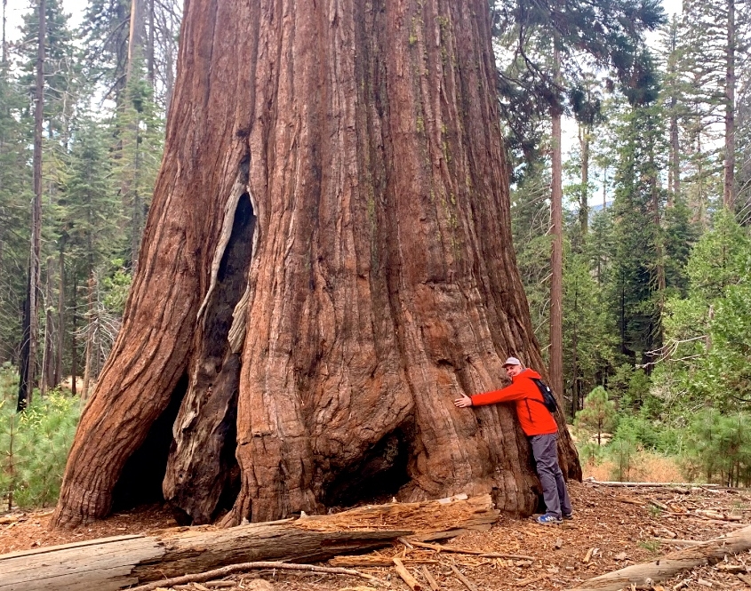 Yosemite Big Tree Corporate Offsite