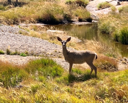 Yosemite Offsite Bambi
