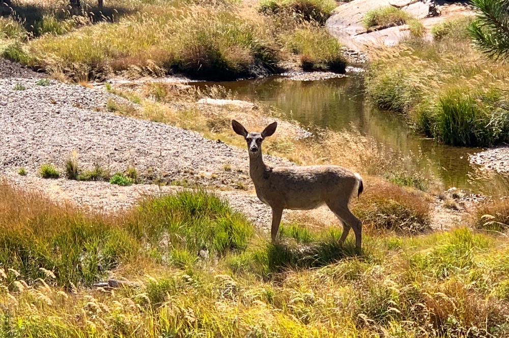 deer on a Yosemite Corporate retreat