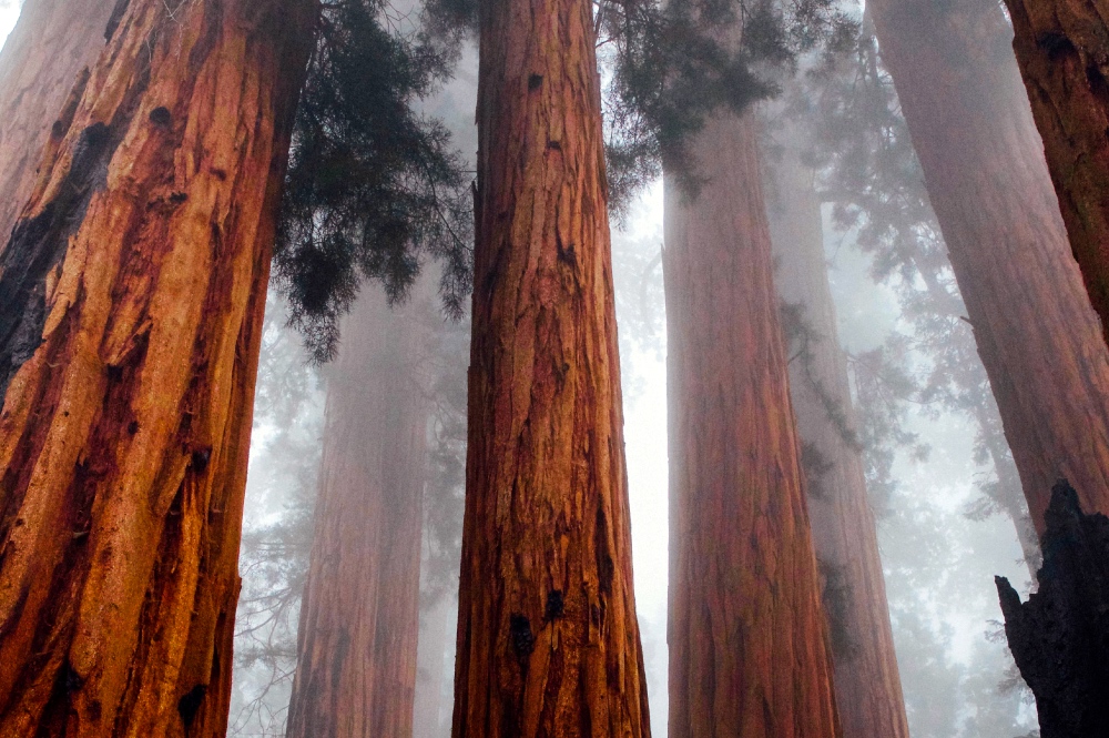Giant Redwoods Tree Corporate retreat