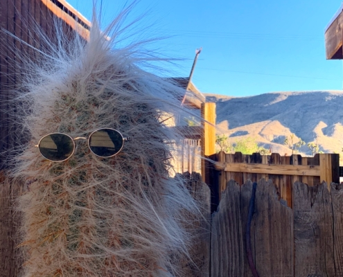 Pioneertown Cactus in Sunglasses