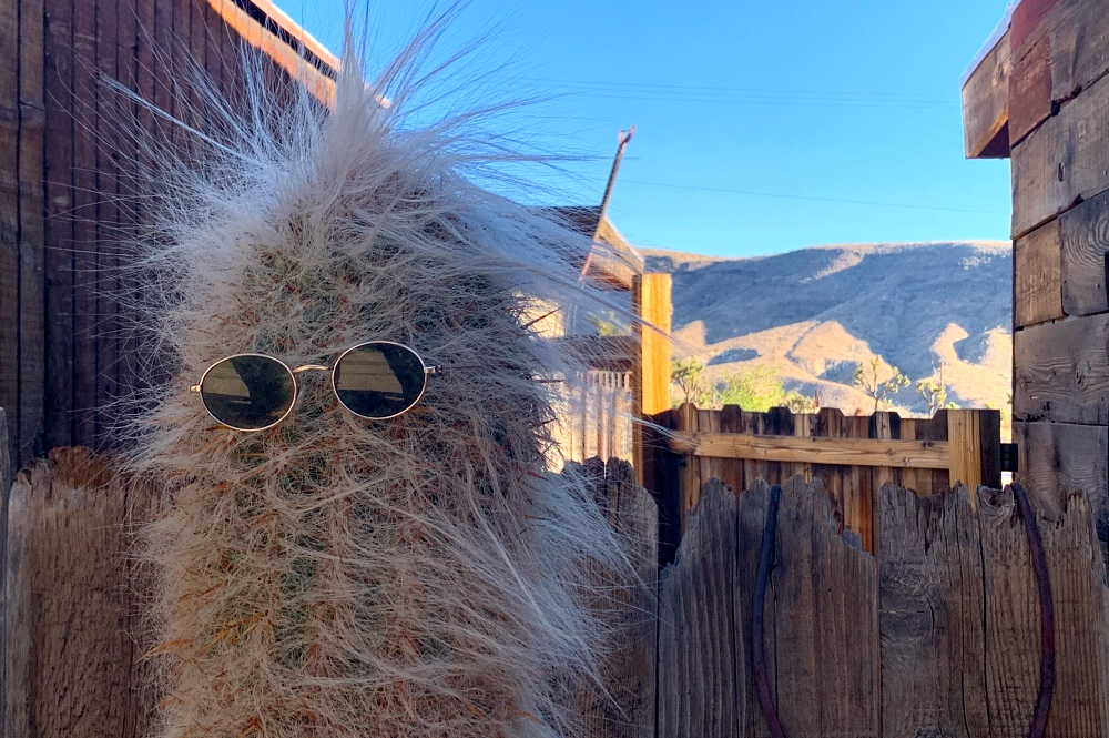 Pioneertown Cactus Sunglasses