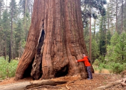 Yosemite Giant Trees