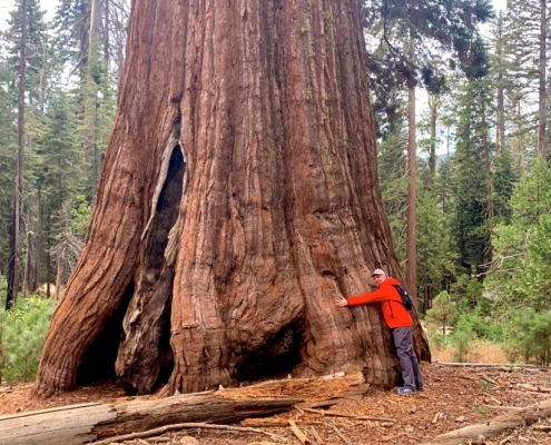 Yosemite Giant Trees